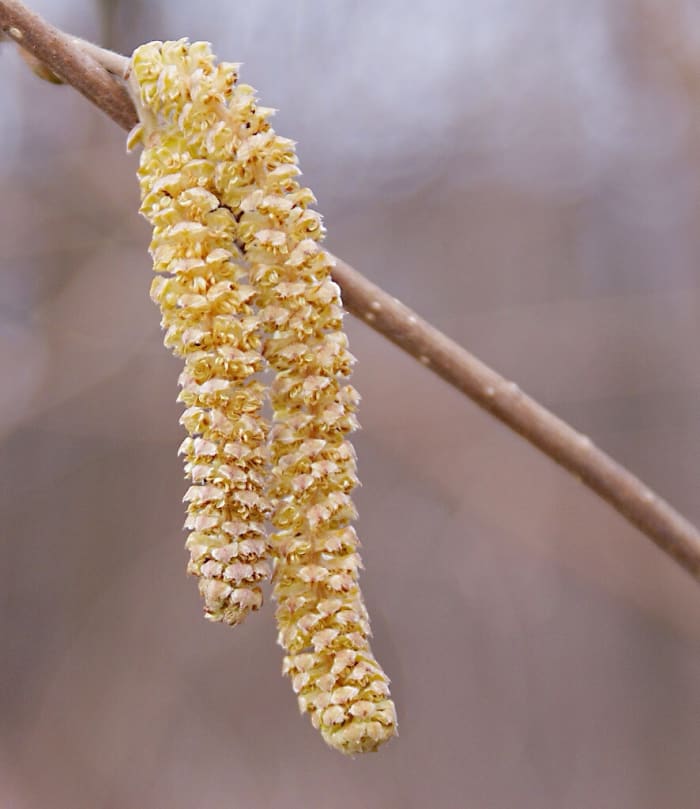 A catkin is a cluster of flowers. Catkins release pollen grains in the spring. These can cause hay fever.