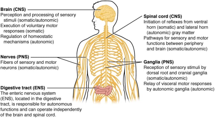 ALS involves degeneration of motor neurons in both the brain and the spinal cord, which form the central nervous system or CNS.