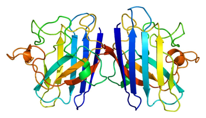 A ribbon diagram representing the shape of a SOD1 molecule; the molecule is made of two polypeptides joined together. The arrows represent the direction of the polypeptide.