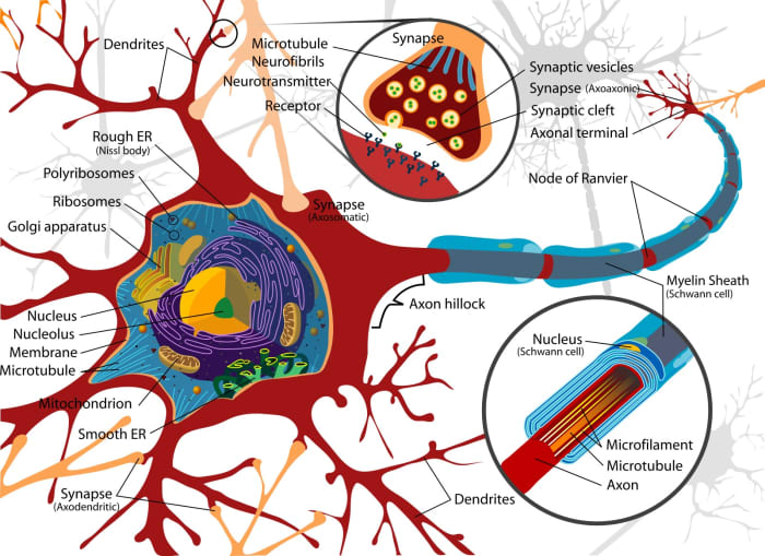Diagram of a typical motor neuron