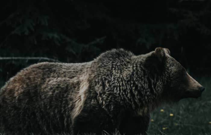 You can basically blame like 95% (not a scientific number) of your period problems on bears.