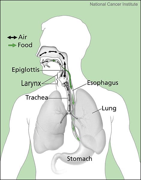 Note esophagus, leading to the stomach, for food and beverages, and trachea, leading to the lungs for air exchange.