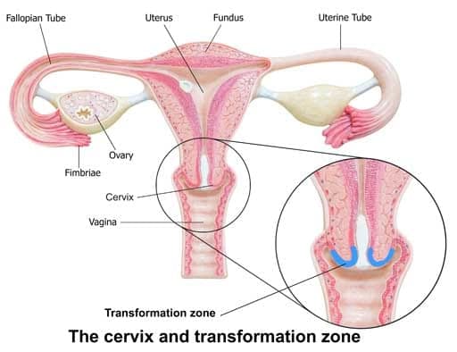The transformation zone increases in size according to the phase of life. Post-menopausal women have larger transformation zones.