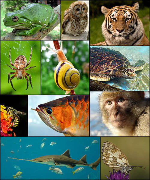 Biology is the study of the evolution, diversity and functions of life on Earth.