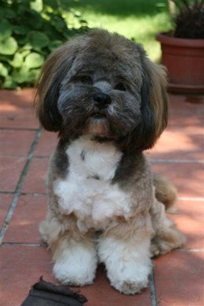 Lhasa apsos may have a predisposition for developing kidney disease