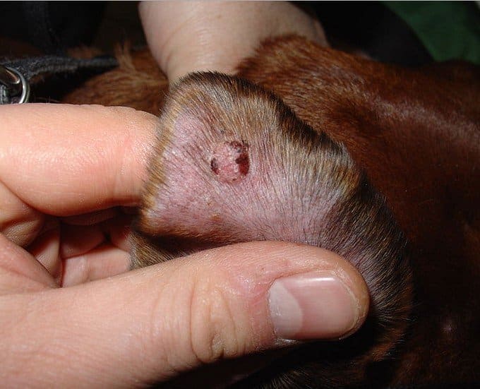 My dog has a lump; what is it?