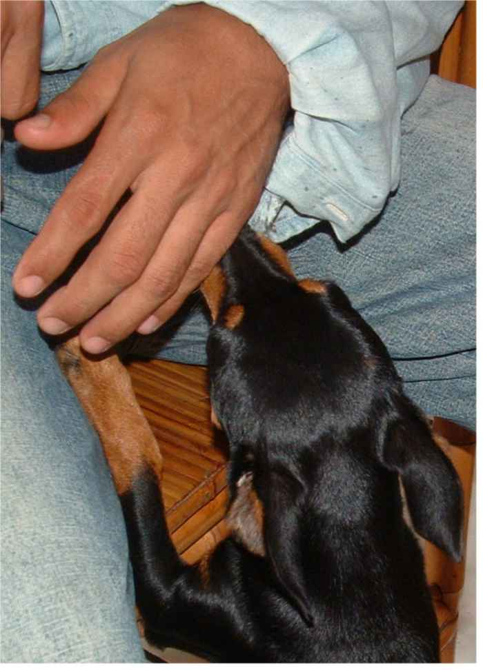 Why Is My Dog Growling When I Pick It Up? PetHelpful