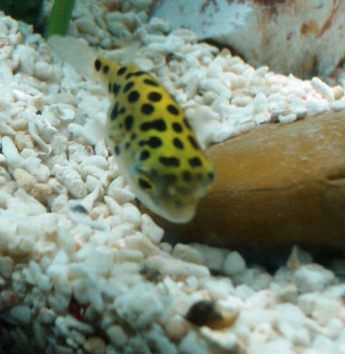 A Green Spotted Puffer Hunting a Snail