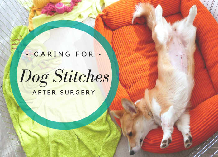 Unless a dog is supervised post-operatively, e-collars or cones should be worn at all times to prevent chewing.