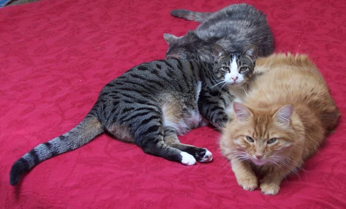 The Purr Brigade. Are cats therapeutic? We think so. (Only the striped tabby cat is still with us; the other two—Patches, rear, and Tigger, right—have crossed the Rainbow Bridge.)