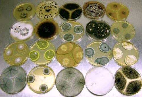 In the image you can see various species of Aspergillus mold.