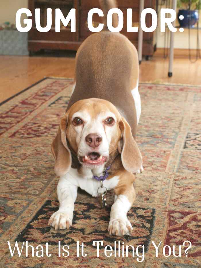 Gum Color and Appearance Assessing Your Dog's Health PetHelpful