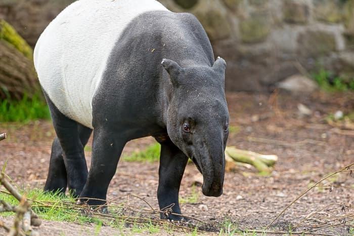 Malayan Tapir (Tapirus indicus) Facts: An Endangered Species - Owlcation