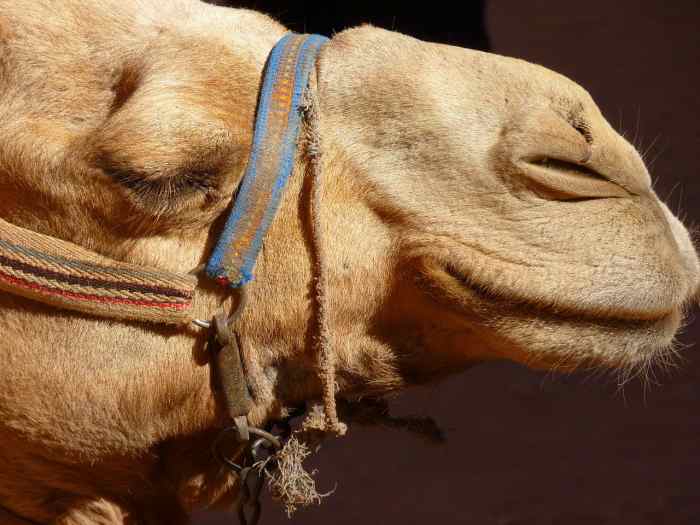 The Meaning of the Camel Power Animal as Your Totem Exemplore