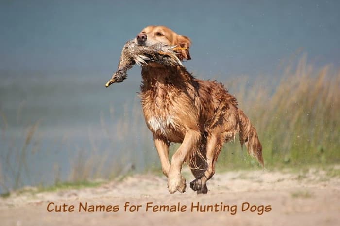 Имена охотников за крупной дичью делают умные имена для поисковых собак.