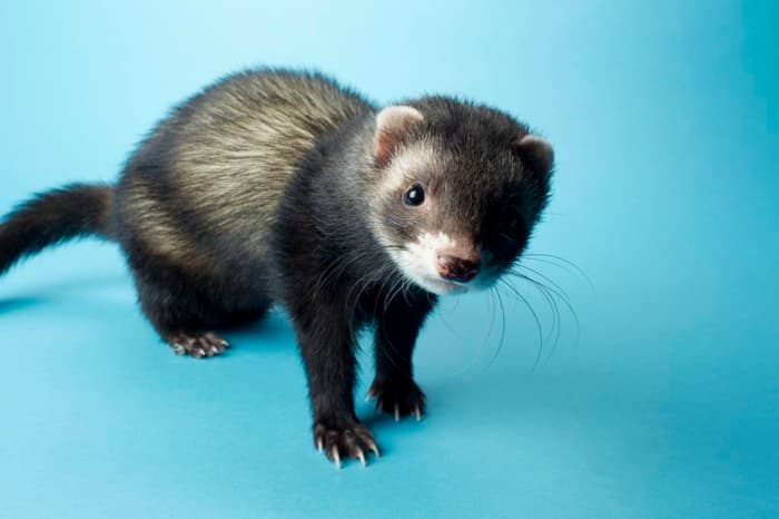60 Cute and Funny Ferret Names - HubPages