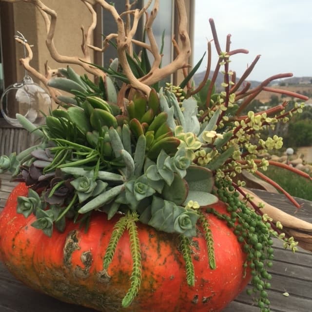 This Thanksgiving succulent centerpiece is all ready to take center stage and hog the limelight.