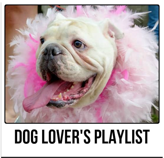 Even dogs have identity crises. Now hand me the lipstick, darling!