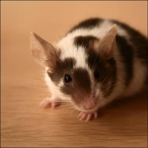 Health Problems in Pet Mice - PetHelpful