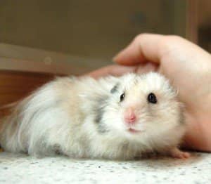 Wet Tail in Hamsters: Symptoms and Care - PetHelpful