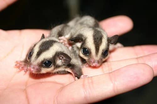 They may look cute, but sugar gliders are very difficult to take care of.