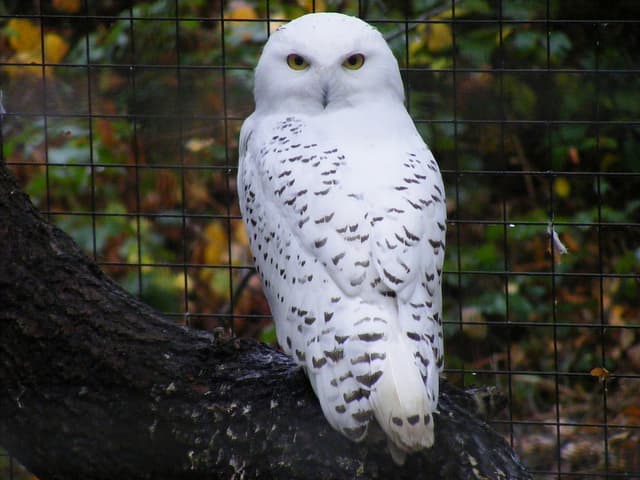 Owl energies can be drawn to a crystal by using an owl feather in recharging. Owl energy can help to enhance intuition and wisdom as well being useful during transitions in life.