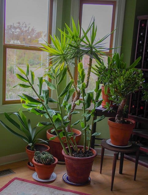House plants can be used to bring the qualities of plant energy to your crystals.