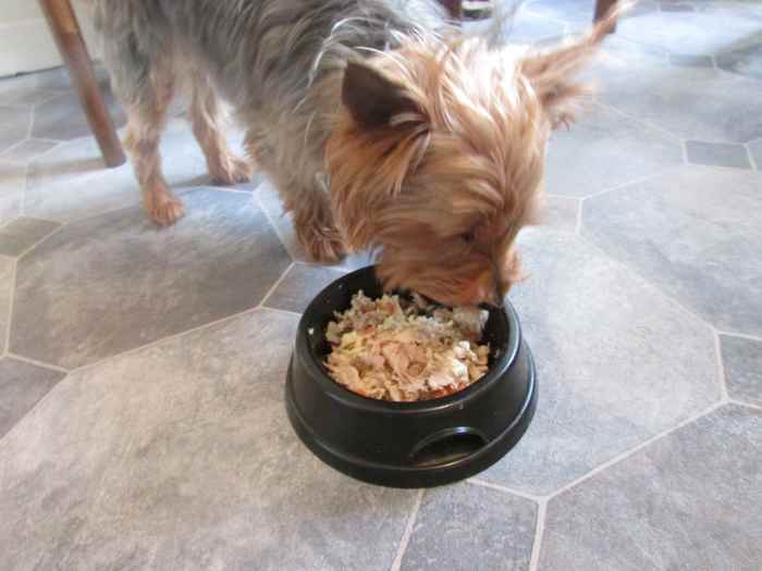 Best Recipes for Healthy Homemade Dog Food PetHelpful