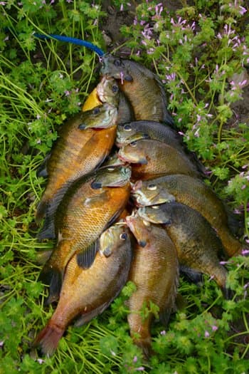 A stringer of bluegills destined for the fryer.