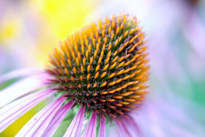 Great Plains Native Americans used echinacea for cold and flu, coughs, dyspepsia, tonsillitis, colic gonorrhea and even snakebites