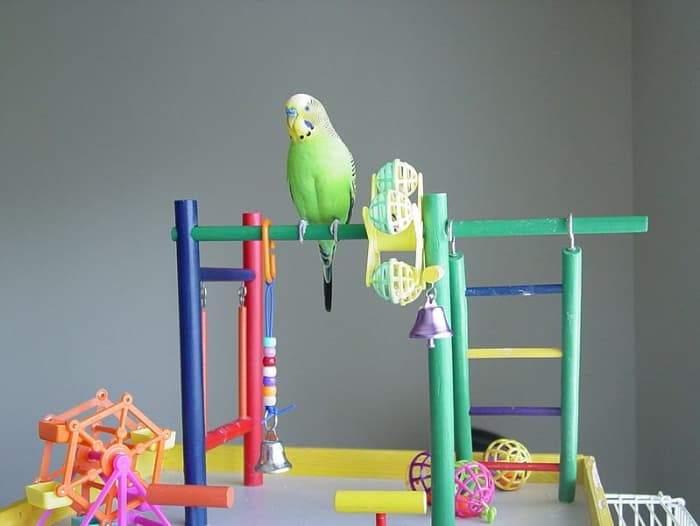 Your budgie will need perches and toys like ladders and swings.