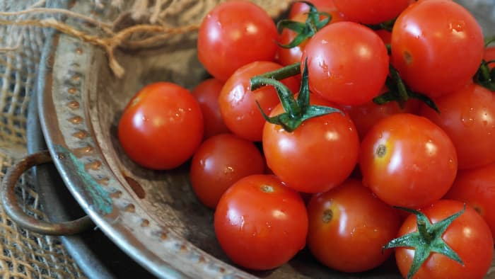 Today, tomatoes are a normal part of life. We don't think much about them. But, in the past, they were a big deal. Read on to learn why.