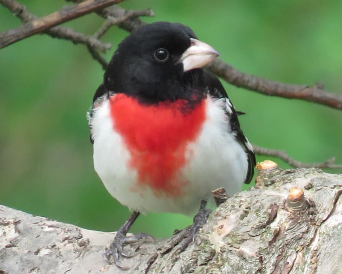 Rose-Breasted Grosbeak Facts, Pictures, and Migration - Owlcation