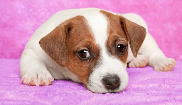 Jack Russell Terriers are generally a healthy breed, but they are susceptible to certain common ailments.