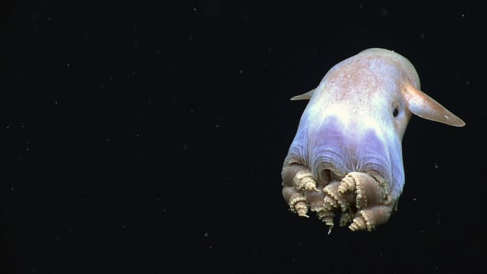 This picture of a dumbo octopus represents the first time that coiled arms (or legs) were seen in the species.