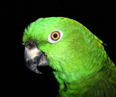 Полли хочет крекер, и Полли можно научить просить!  Это амазонский попугай.