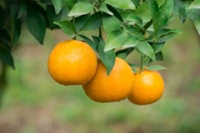 Christian fruitfulness may be compared with how a plant produces fruit. It is an outward expression of the work of the Holy Spirit in and through the Christian believer. It cannot be achieved by human efforts.