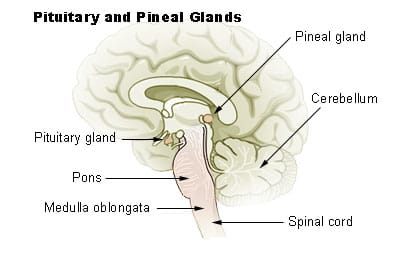 Rene Descartes (1596-1650) believed the pineal gland to be the principal seat of the soul.