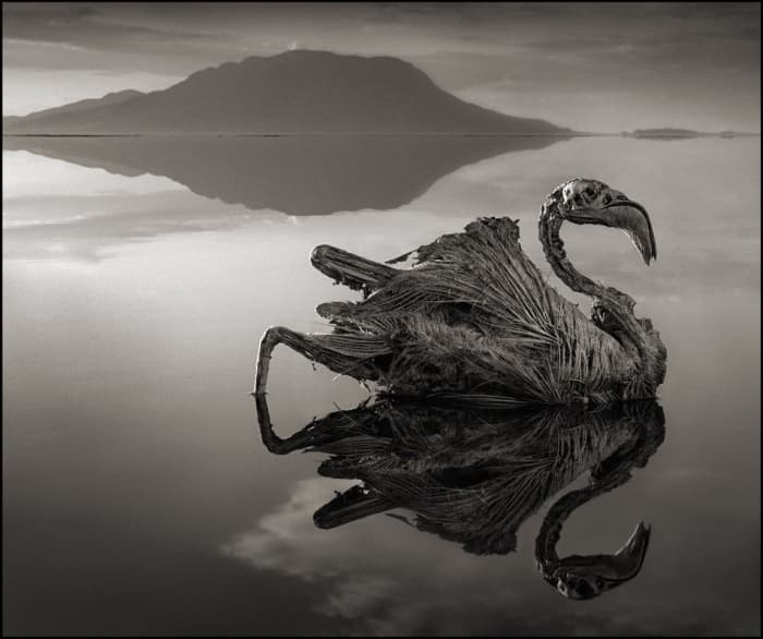 Lake Natron in Tanzania has a ph level of 10.5 that can burn the eyes and skin of animals who are not adapted to it...