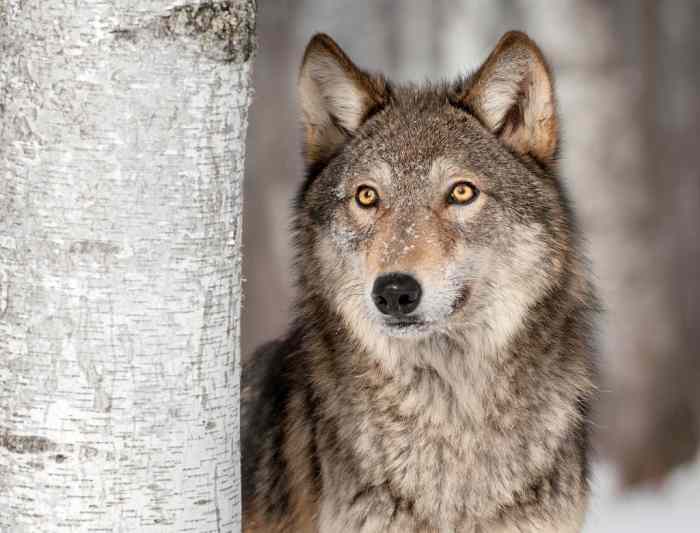 10 Dog Breeds That Look Like Wolves PetHelpful