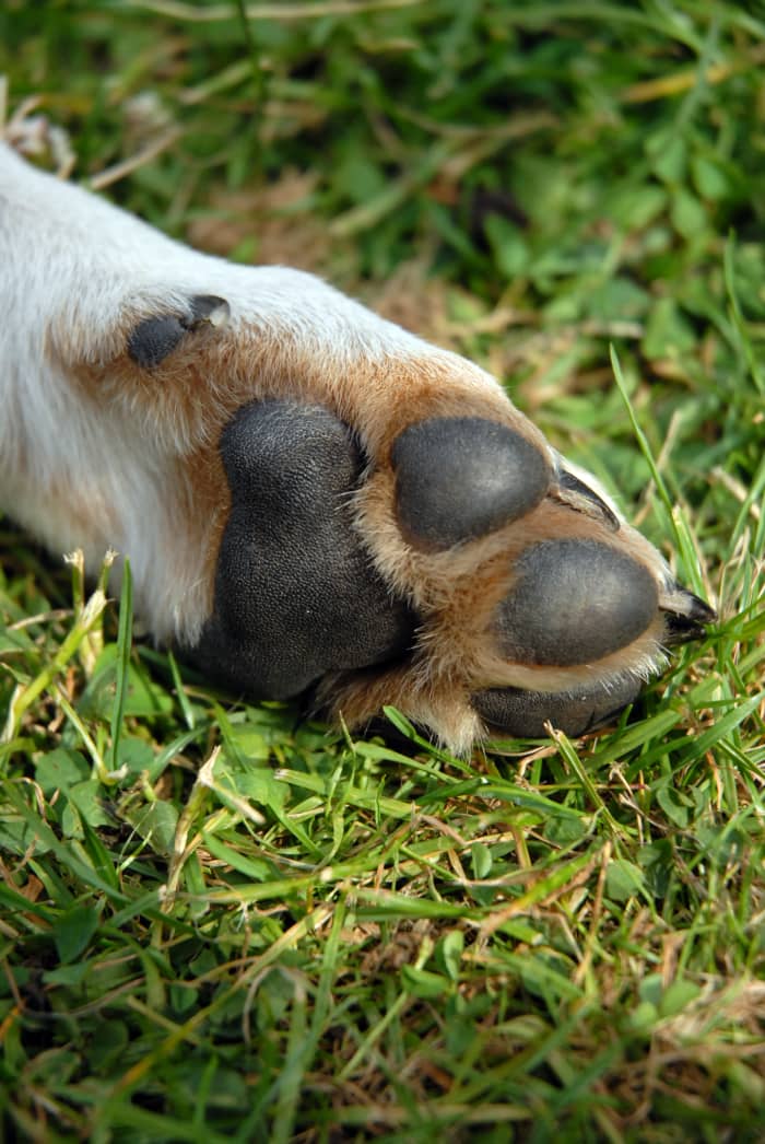 Типы собачьих лап включают перепончатые и заячьи.