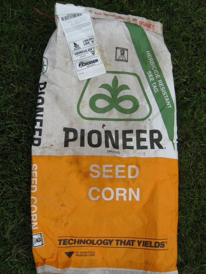 Genetically modified varieties of crops such as corn have become increasingly common over the past few decades.