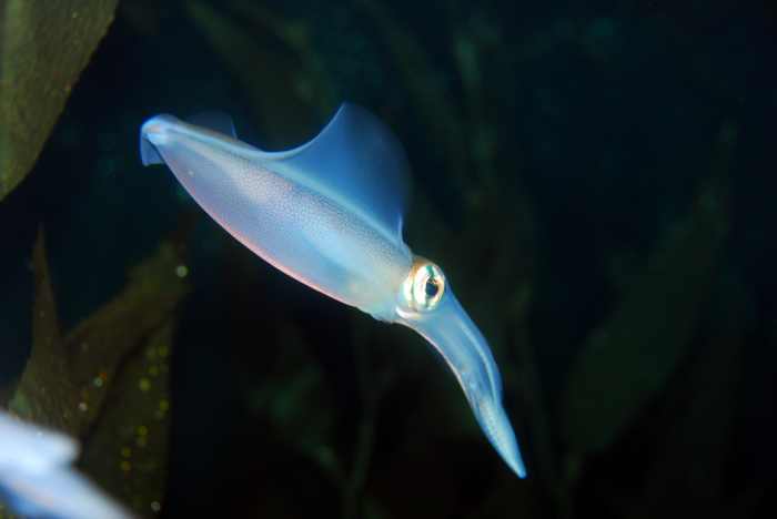 intercepting-https-traffic-using-the-squid-proxy-in-pfsense