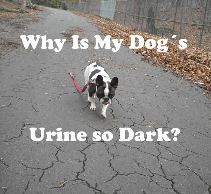 Why Is My Dog's Urine so Dark? PetHelpful