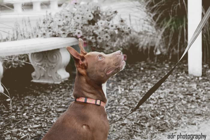 This is a new foster dog I had the honor of taking pictures of. He's in a fence, but still on a leash.