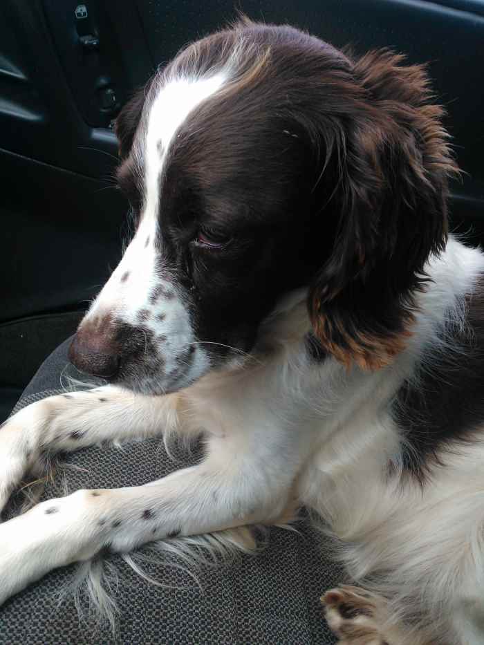 English Springer Spaniel Traits and Personality - HubPages