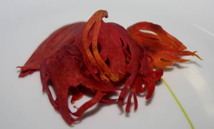 Mace is the net-like aril, or seed-covering, of the nutmeg.