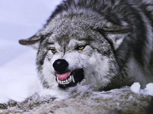 Canis Lupus—The Grey Wolves of Then and Now - Owlcation