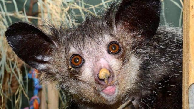 Top 10 Animals That Look Scary But Are Actually Harmless - Owlcation