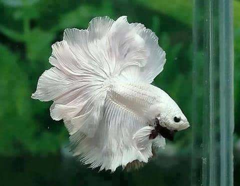 Choose a quality flake or pellet as the basis of your betta's diet.